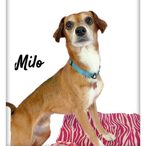 Milo — thumbnail 2