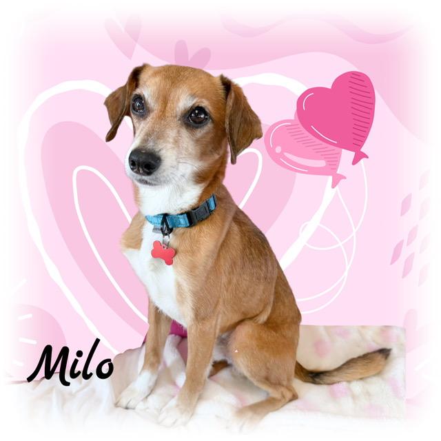 Milo — thumbnail 3