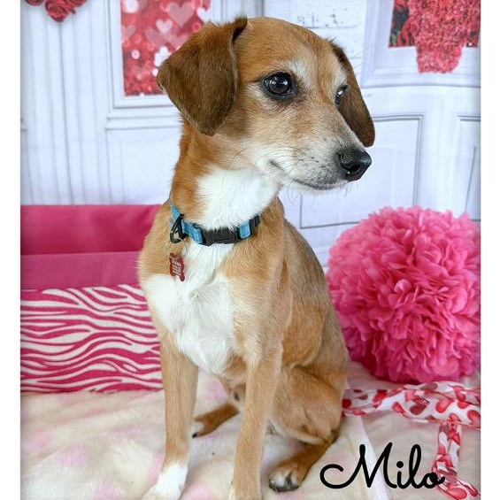 Milo — thumbnail 4