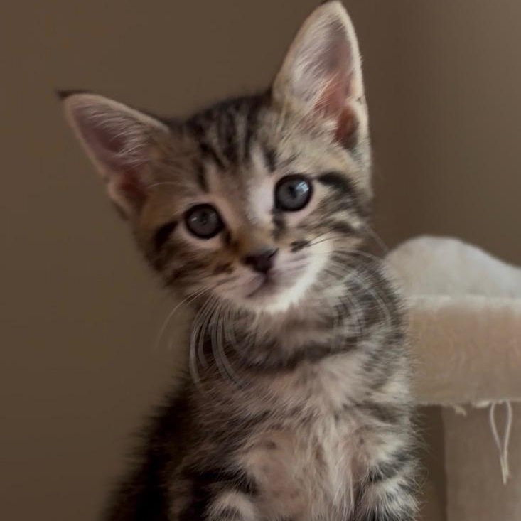 Enlarge Rocco, an adopted Domestic Short Hair in Queen Creek, AZ image 3/3