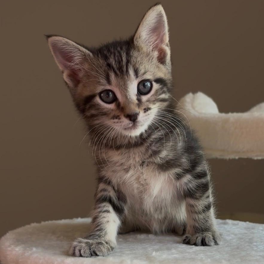 Enlarge Rocco, an adopted Domestic Short Hair in Queen Creek, AZ image 1/3