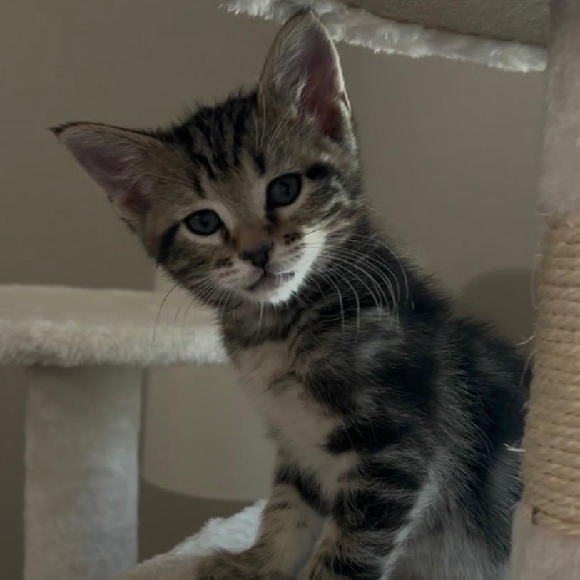 Enlarge Rocco, an adopted Domestic Short Hair in Queen Creek, AZ image 2/3