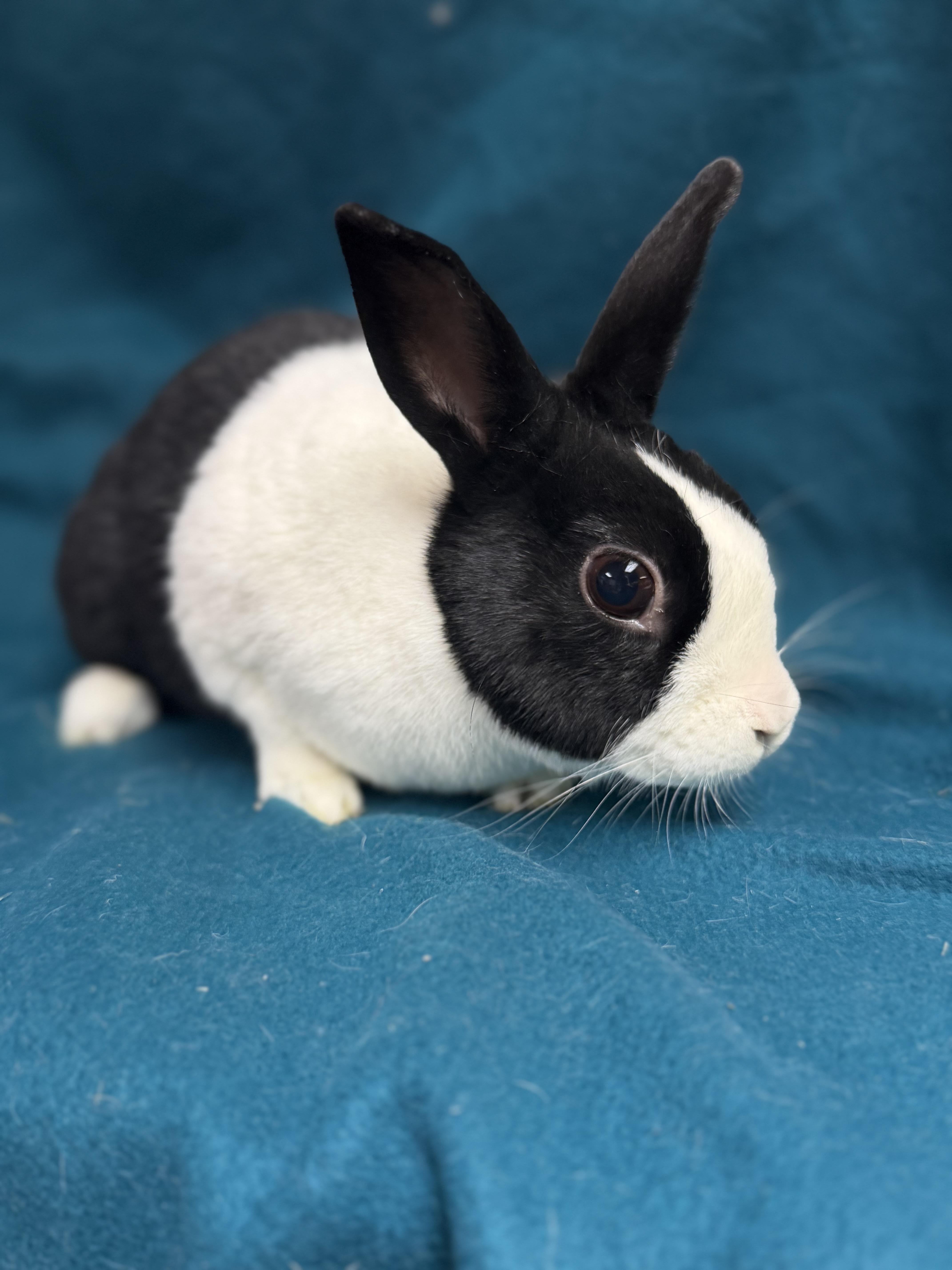 Enlarge Ella pending, an adopted Dutch in Edinburg, PA image 6/6