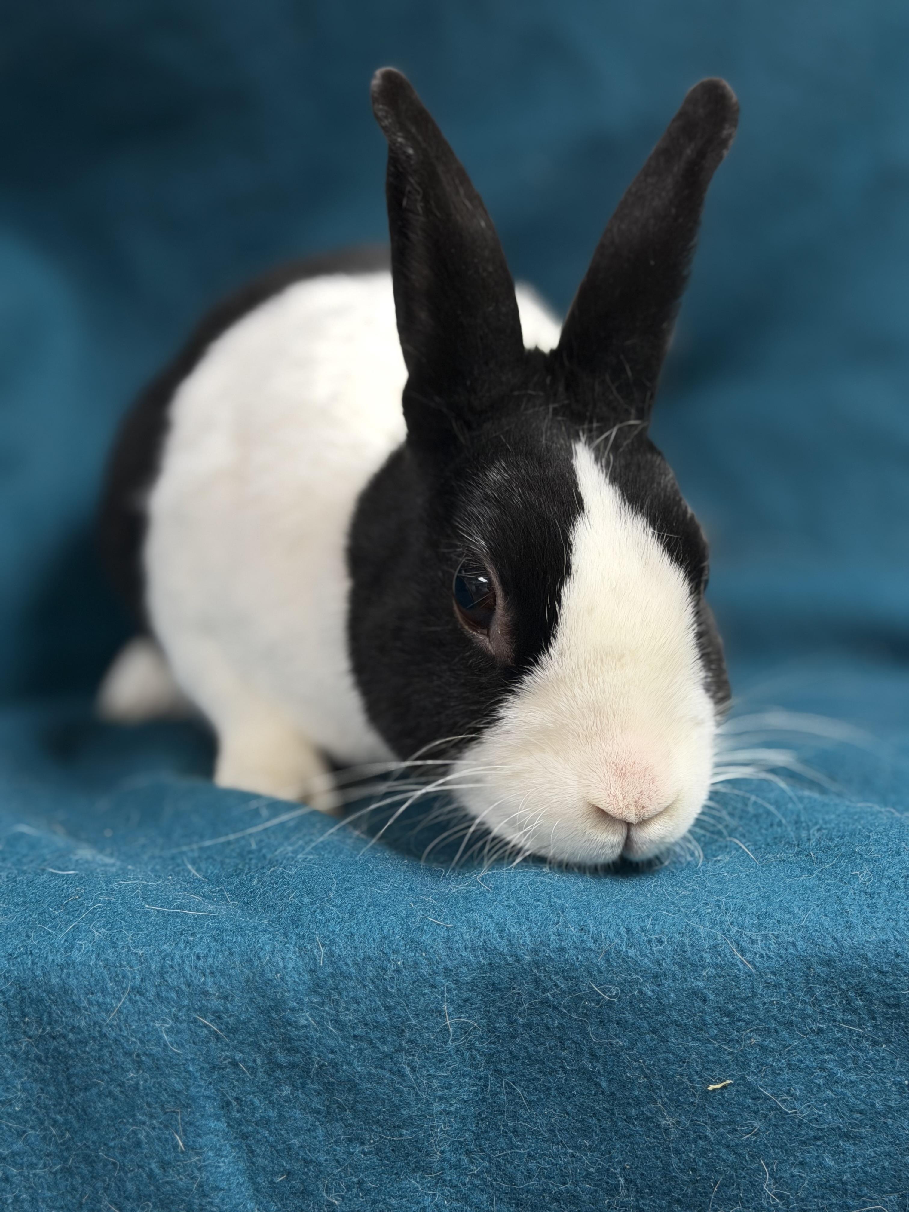 Enlarge Ella pending, an adopted Dutch in Edinburg, PA image 3/6
