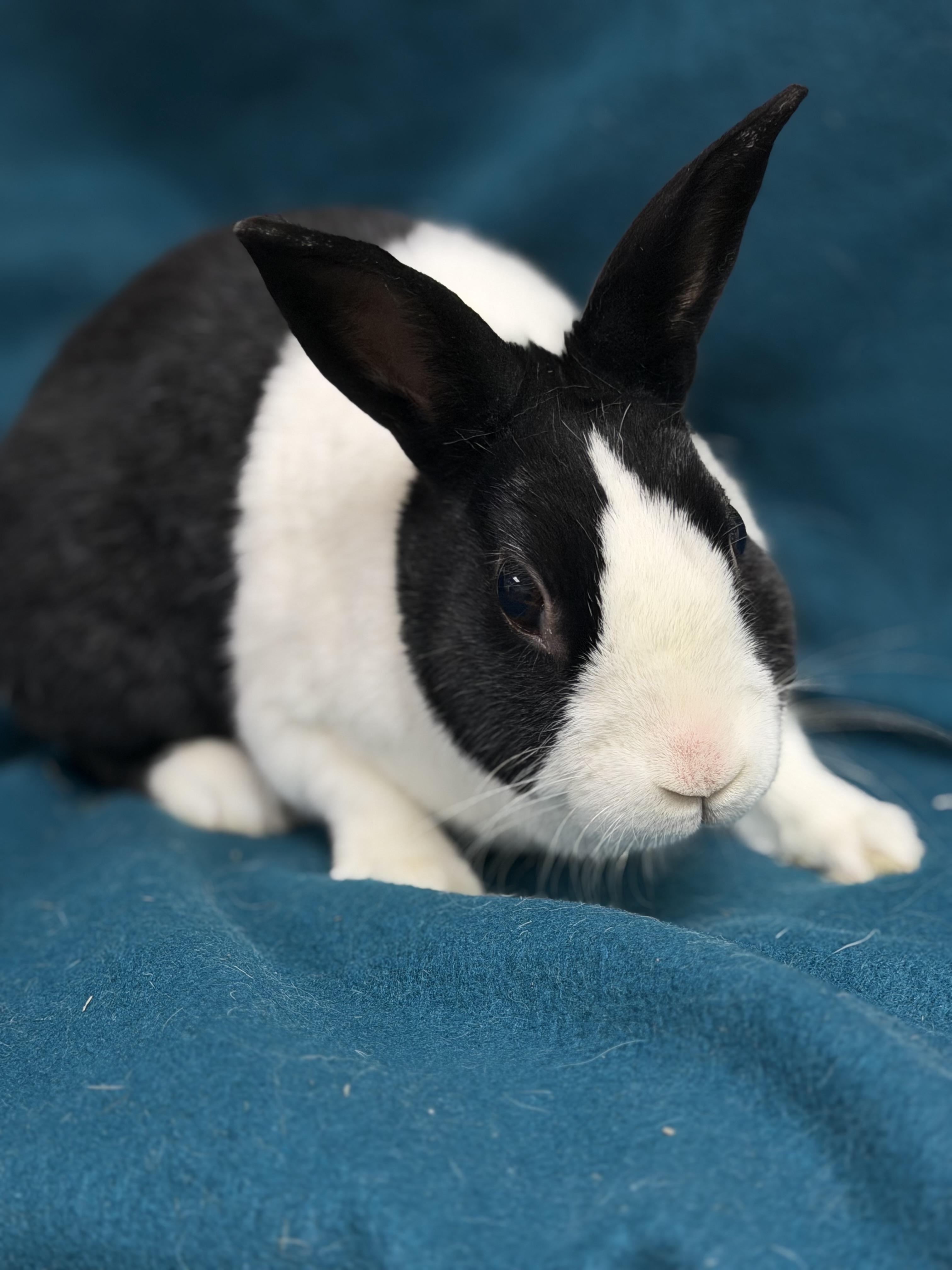 Ella pending, adopted, Adult Female Dutch.