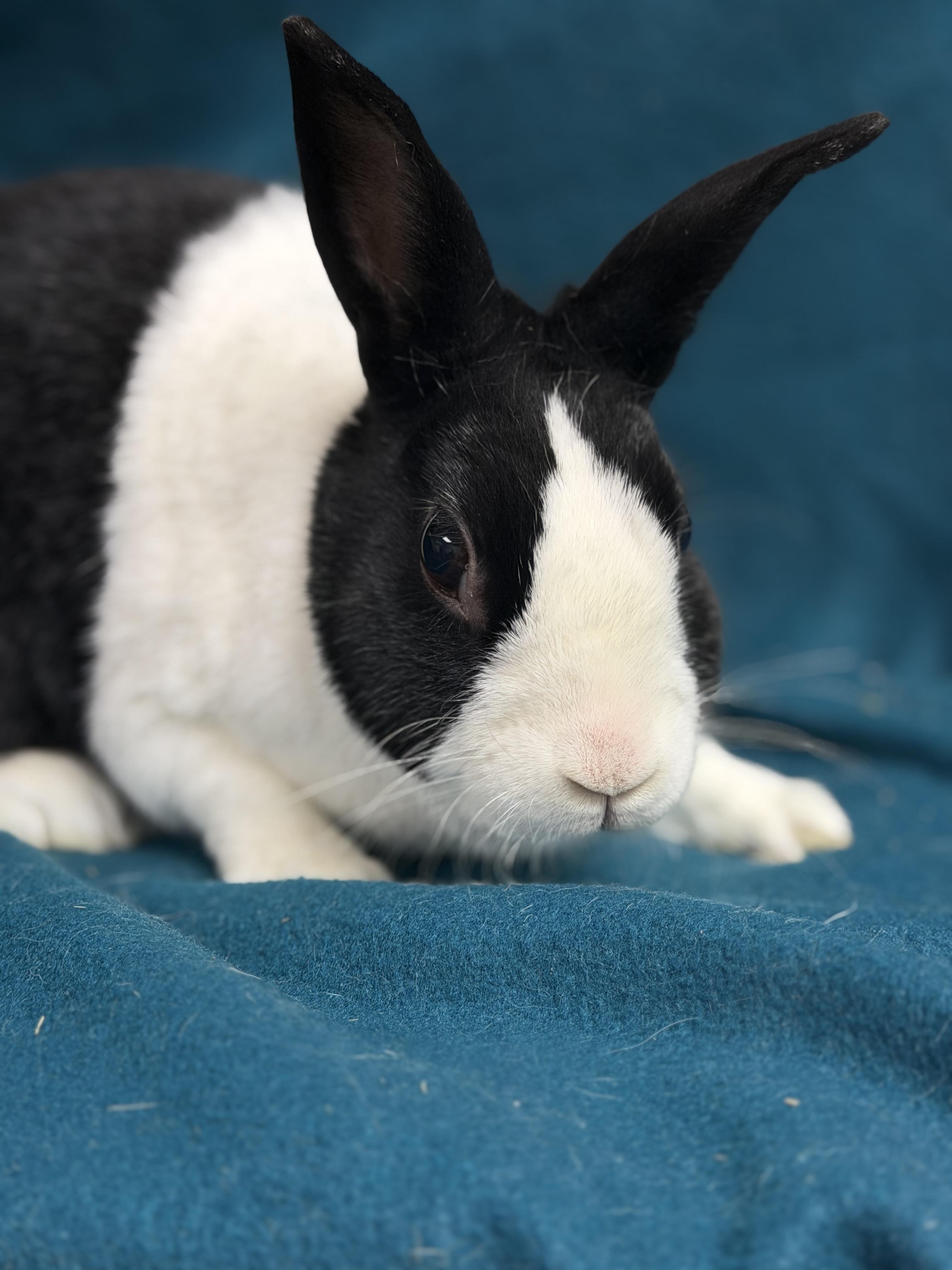 Enlarge Ella pending, an adopted Dutch in Edinburg, PA image 5/6