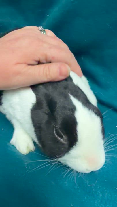 Enlarge Ella pending, an adopted Dutch in Edinburg, PA video 4/6