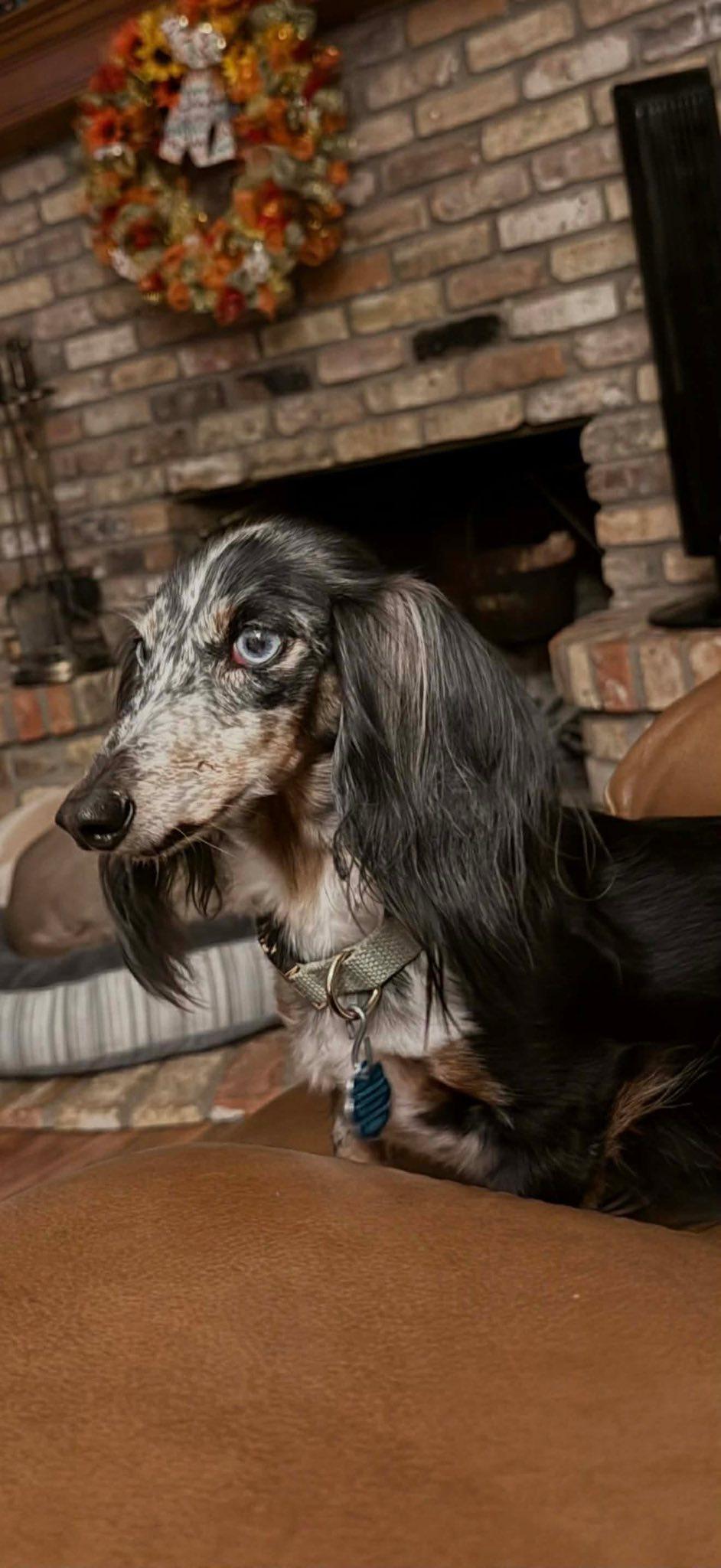 Sasha, a Adoptable Dachshund in Dallas, TX image 1/2