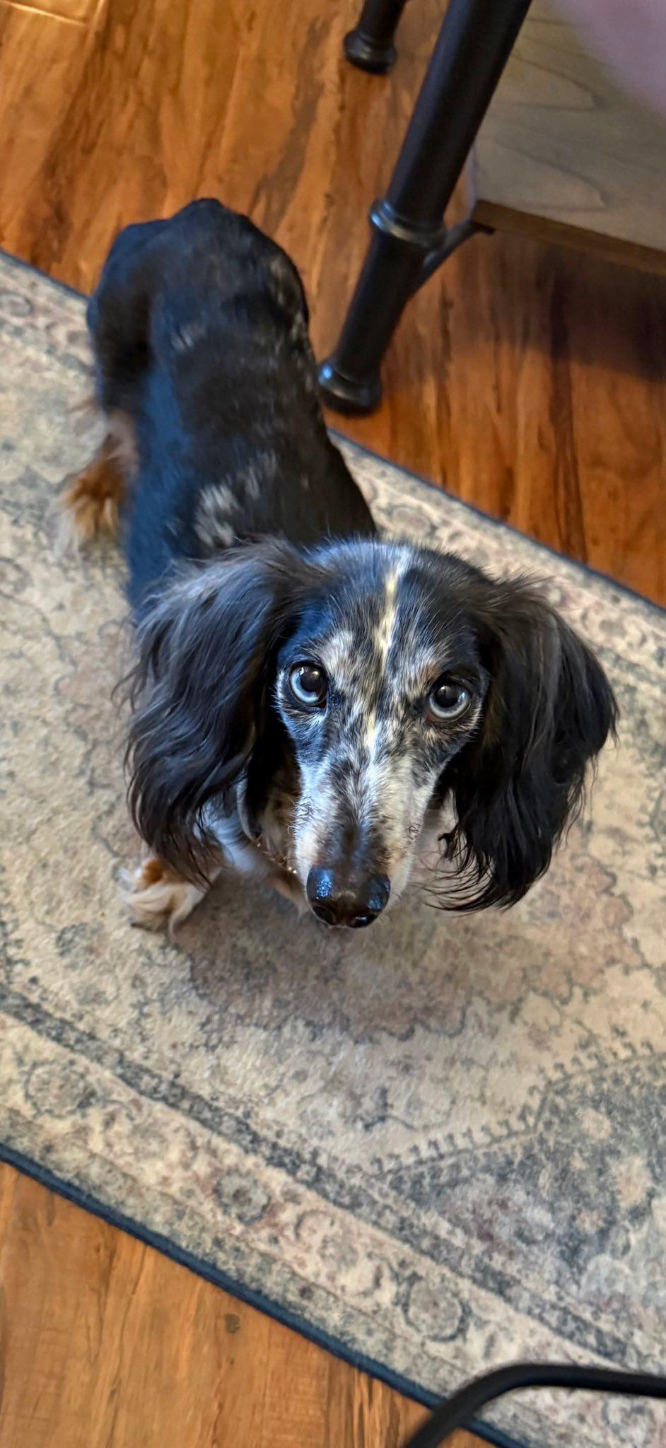 Sasha, a Adoptable Dachshund in Dallas, TX image 2/2