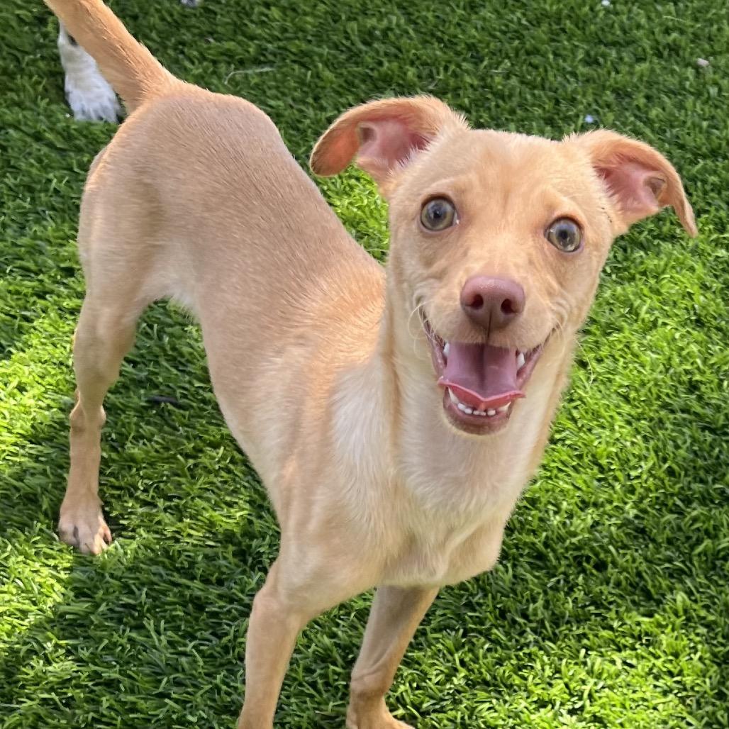 Jett, Adoptable, Young Male Chihuahua.