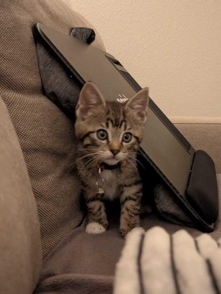 Enlarge Goku, a Adoptable mixed breed in Pacifica, CA image 2/5