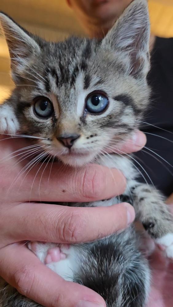 Enlarge Goku, a Adoptable mixed breed in Pacifica, CA image 3/5