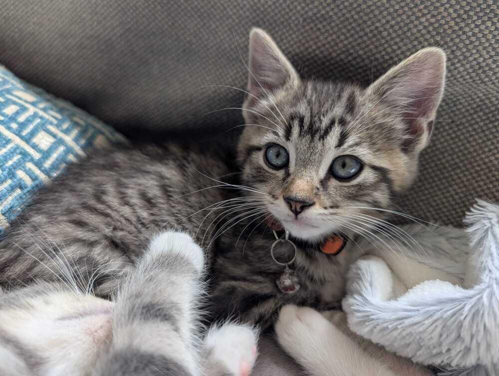 Enlarge Goku, a Adoptable mixed breed in Pacifica, CA image 4/5