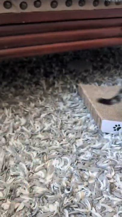 Enlarge Goku, a Adoptable mixed breed in Pacifica, CA video 5/5