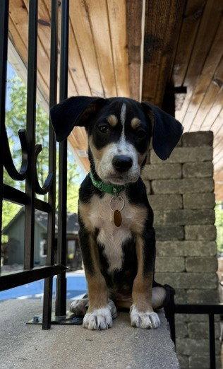 **MERRICK**, Adoptable, Puppy Male Labrador Retriever & Hound.