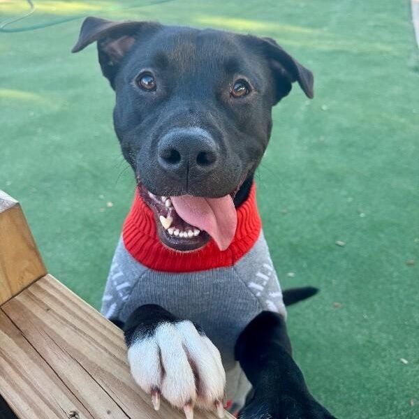 Buzz Lightyear to Infinity and Your Heart — thumbnail 3