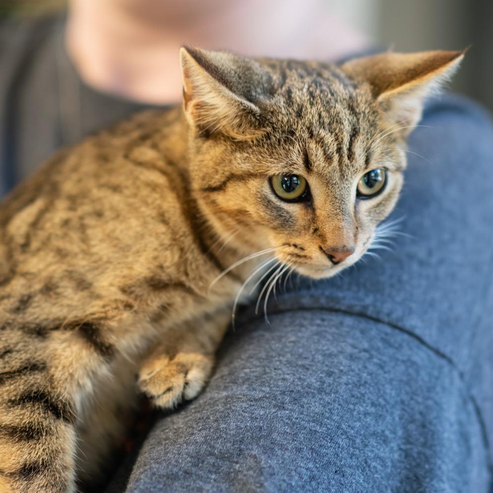 TWIGGY-30248, Adoptable, Young Male Domestic Short Hair & Domestic Short Hair.