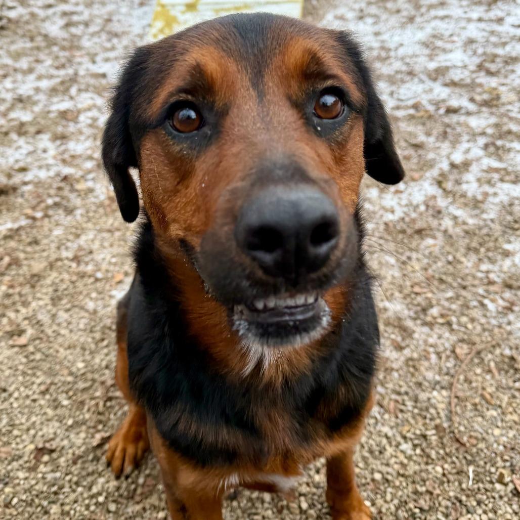 Gemini, Adoptable, Adult Female Rottweiler & Mixed Breed.
