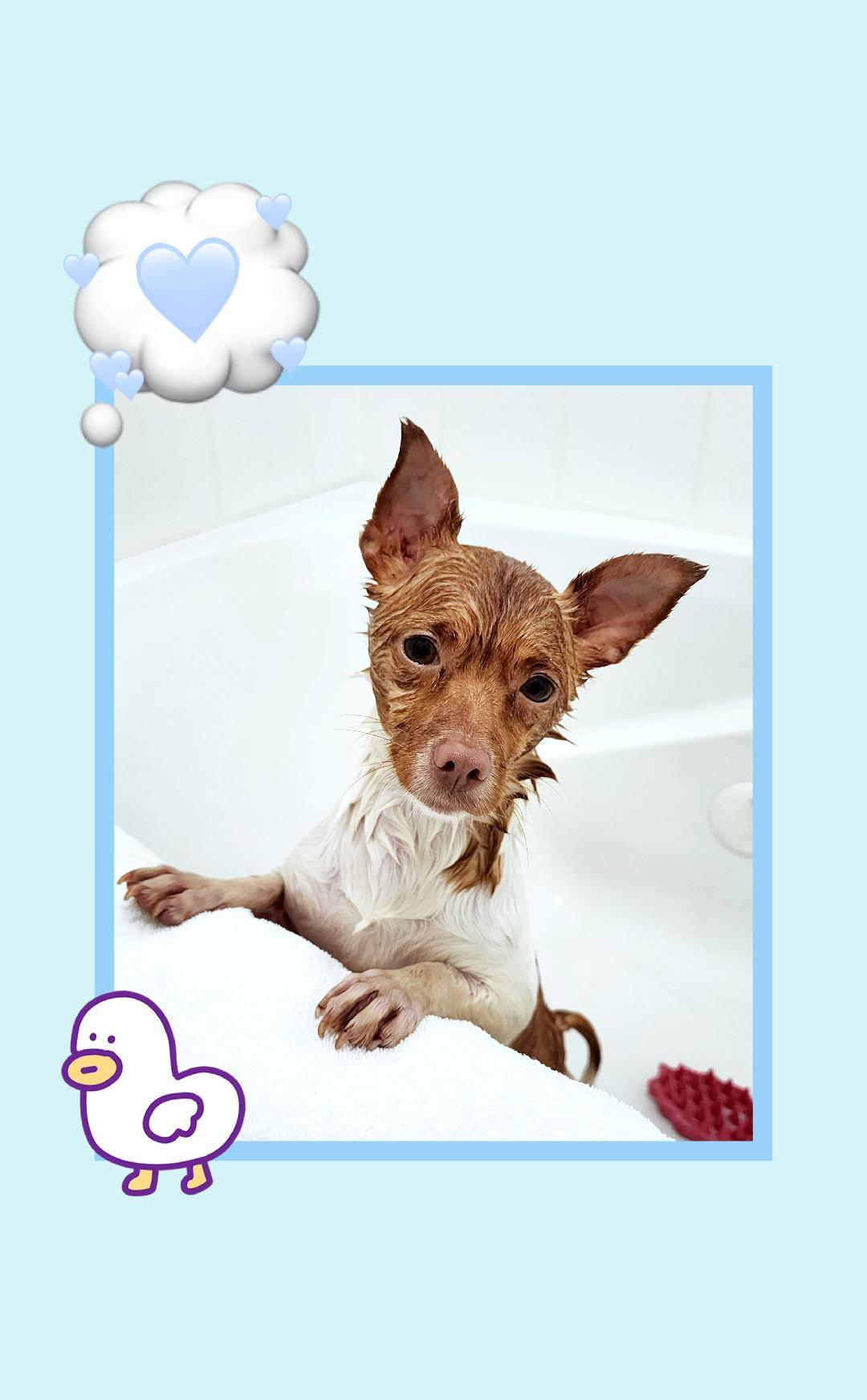 Enlarge Toast, a ADOPTABLE mixed breed in Lake Geneva, WI image 1/5