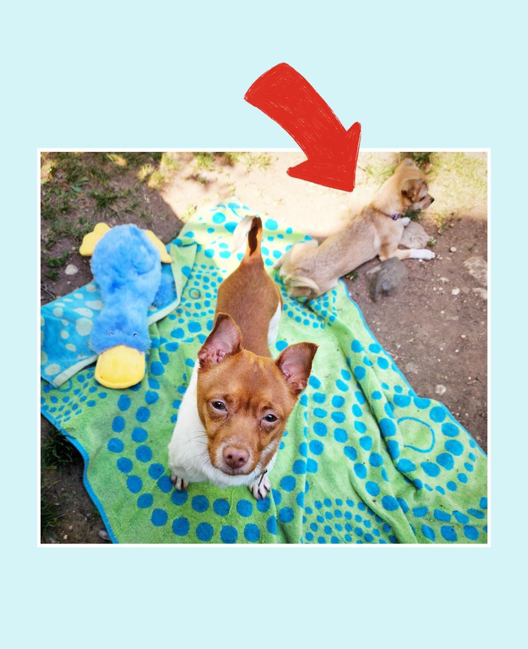 Enlarge Toast, a ADOPTABLE mixed breed in Lake Geneva, WI image 3/5