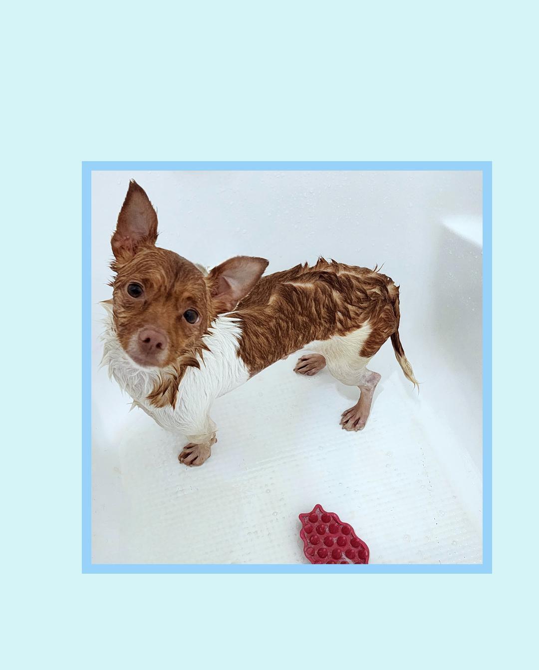 Enlarge Toast, a ADOPTABLE mixed breed in Lake Geneva, WI image 4/5