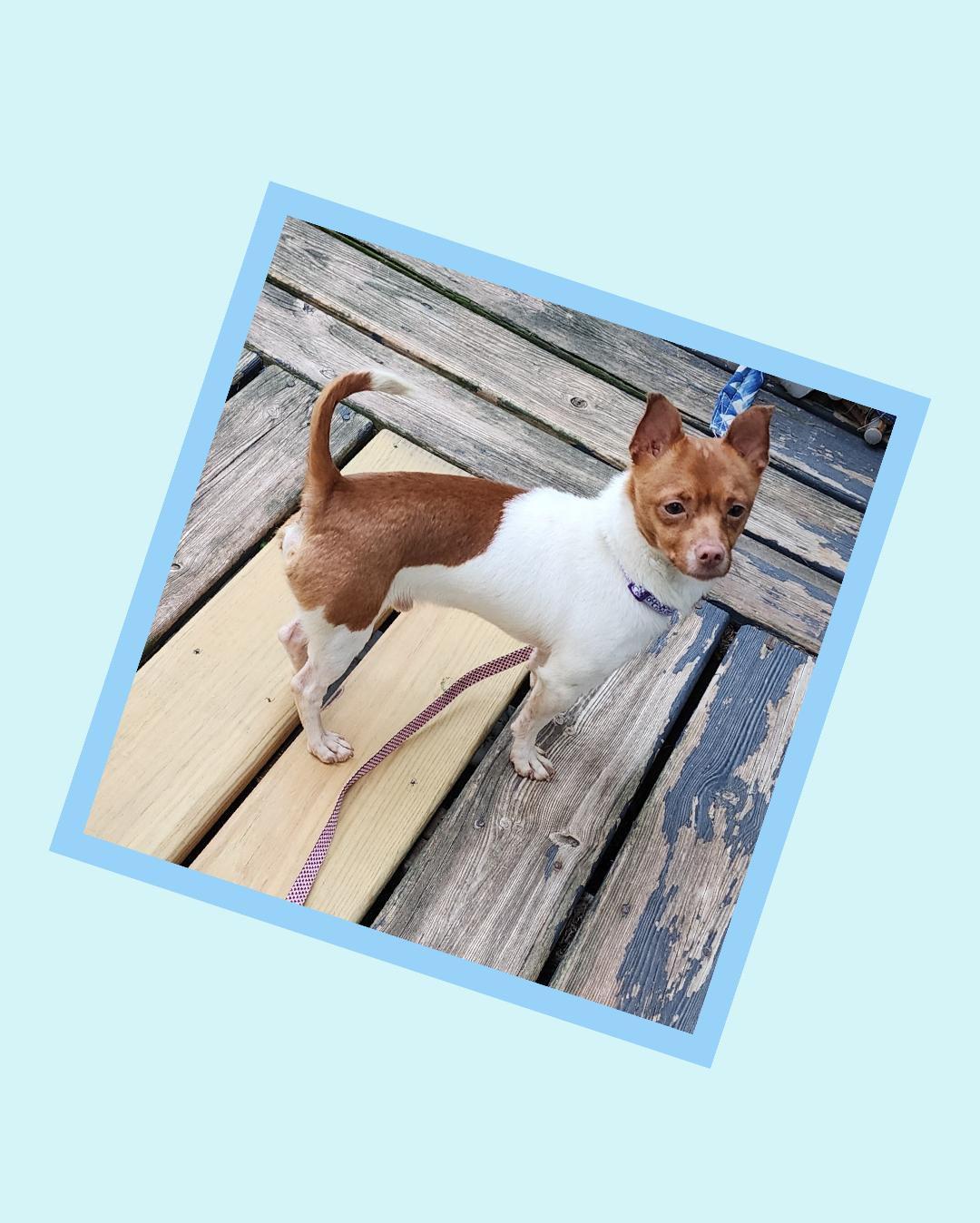 Enlarge Toast, a ADOPTABLE mixed breed in Lake Geneva, WI image 2/5
