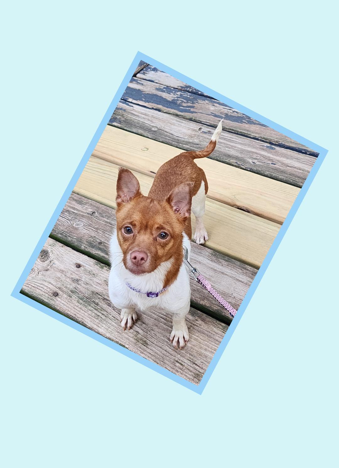 Enlarge Toast, a ADOPTABLE mixed breed in Lake Geneva, WI image 5/5