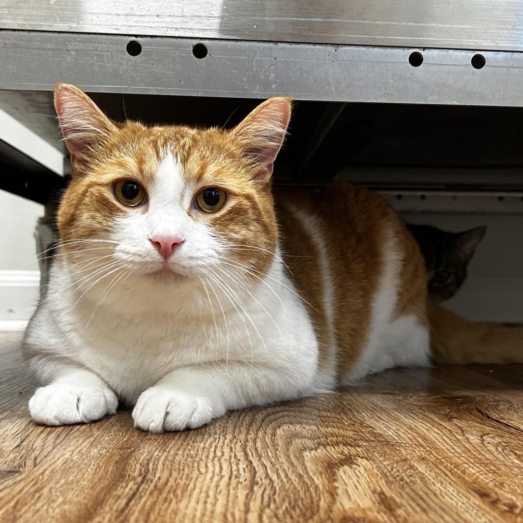 Enlarge Prometheus, a Adoptable Domestic Short Hair in Evanston, IL image 1/2