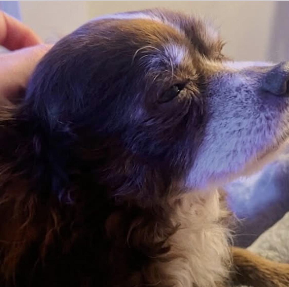 Enlarge Mac, an adopted Chihuahua in Powell Butte, OR image 3/4