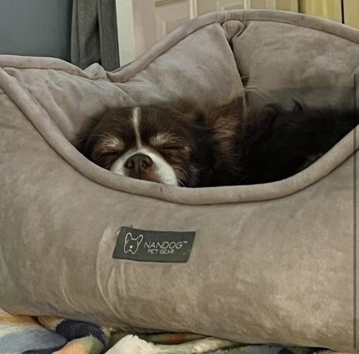 Enlarge Mac, an adopted Chihuahua in Powell Butte, OR image 4/4