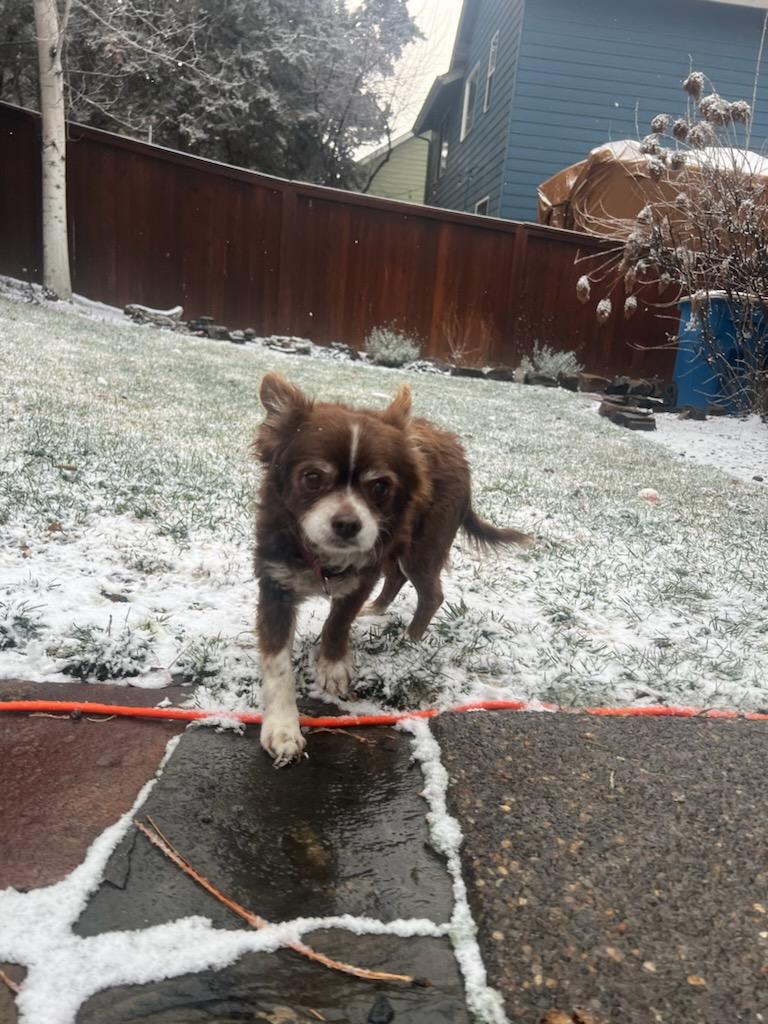 Mac, ADOPTABLE, Senior Male Chihuahua.