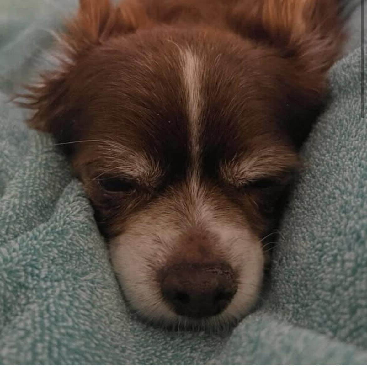 Enlarge Mac, an adopted Chihuahua in Powell Butte, OR image 2/4