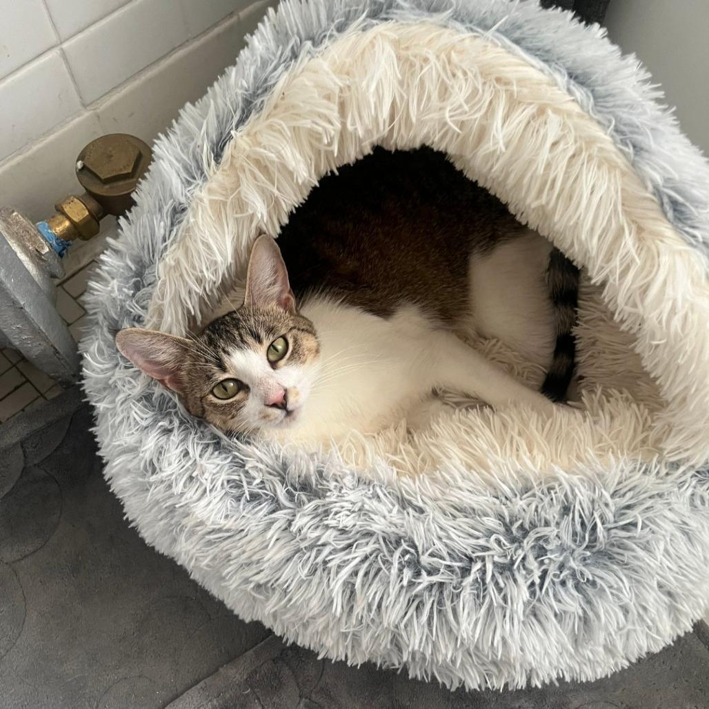 Lily Ardmore, Adoptable, Young Female Domestic Short Hair.