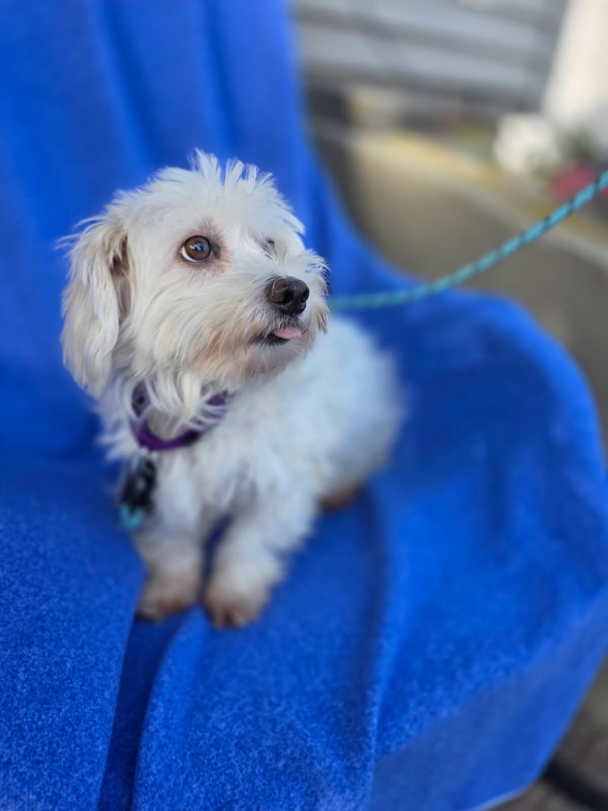 Enlarge Sierra, a Adoptable Havanese in Orland Park, IL image 2/4