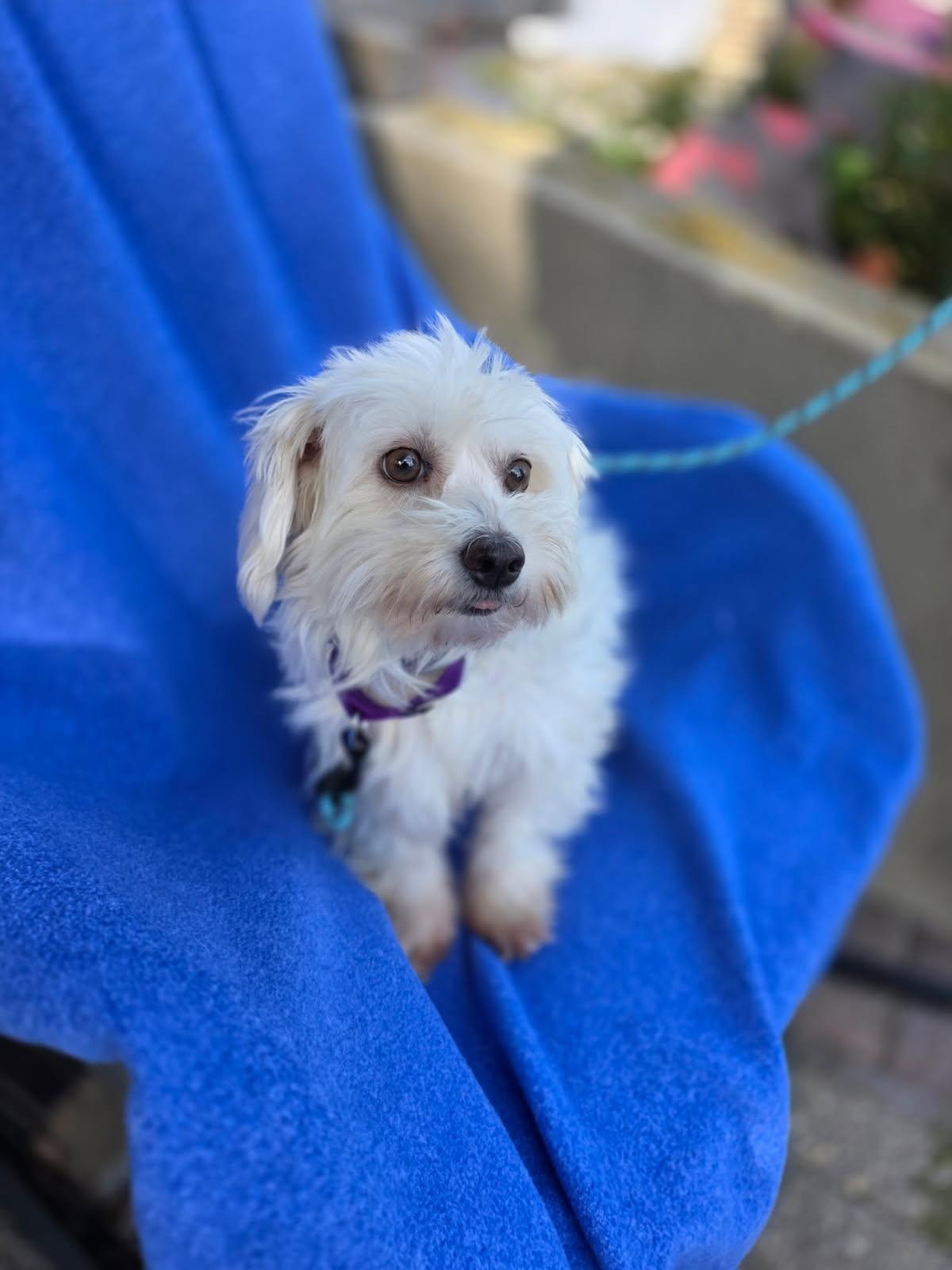 Enlarge Sierra, a Adoptable Havanese in Orland Park, IL image 4/4