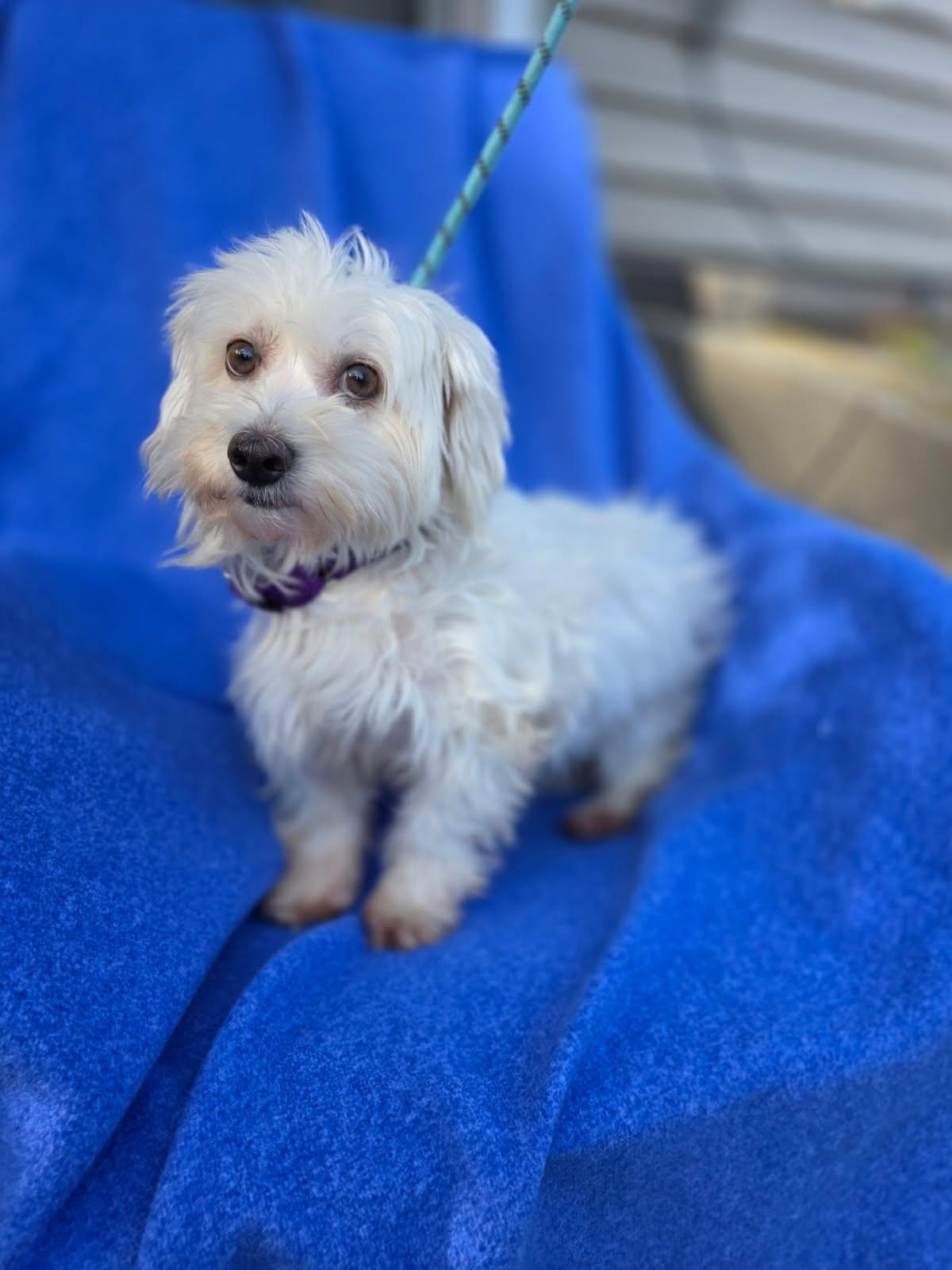 Enlarge Sierra, a Adoptable Havanese in Orland Park, IL image 3/4