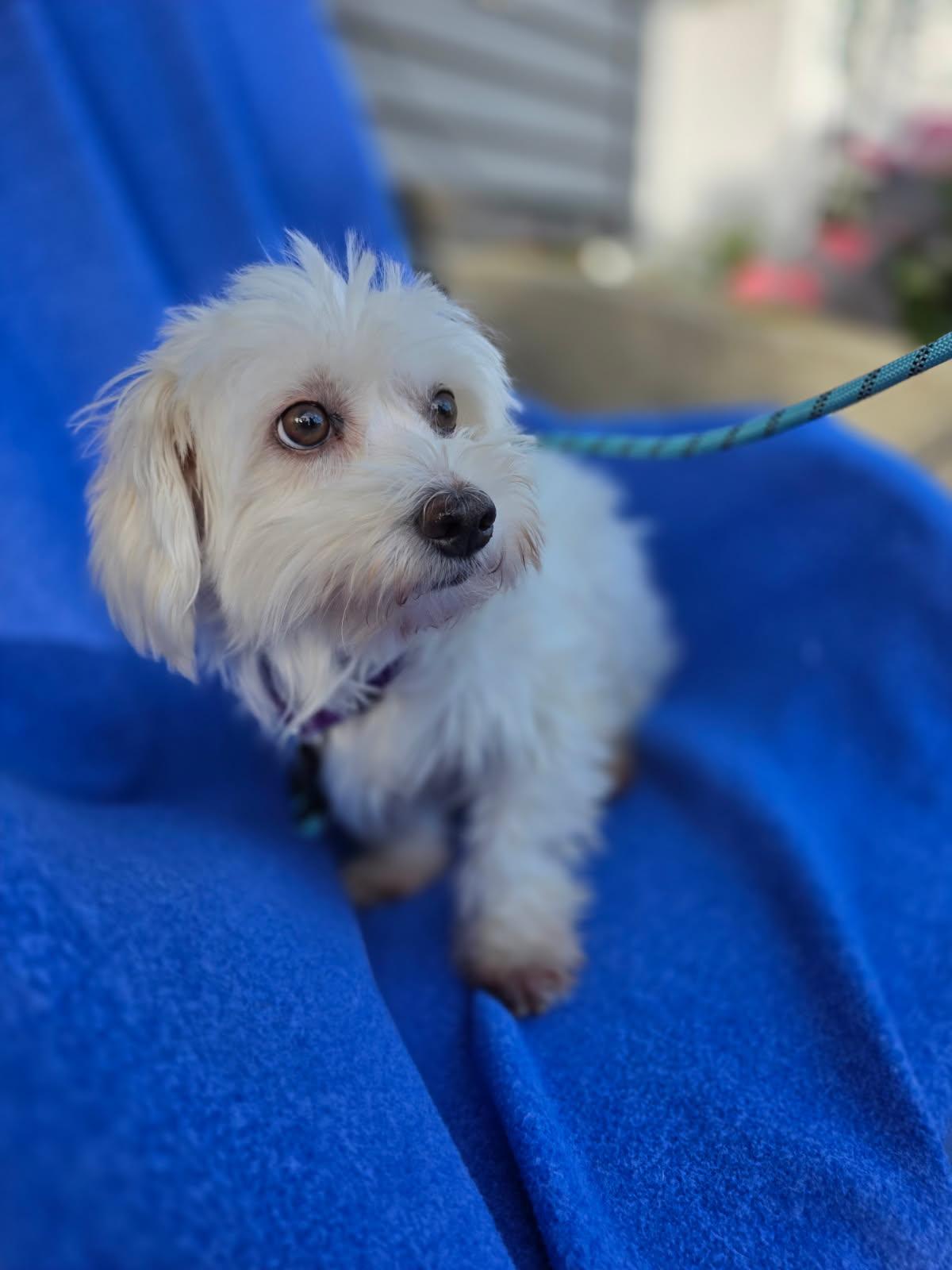 Sierra, Adoptable, Adult Female Havanese.