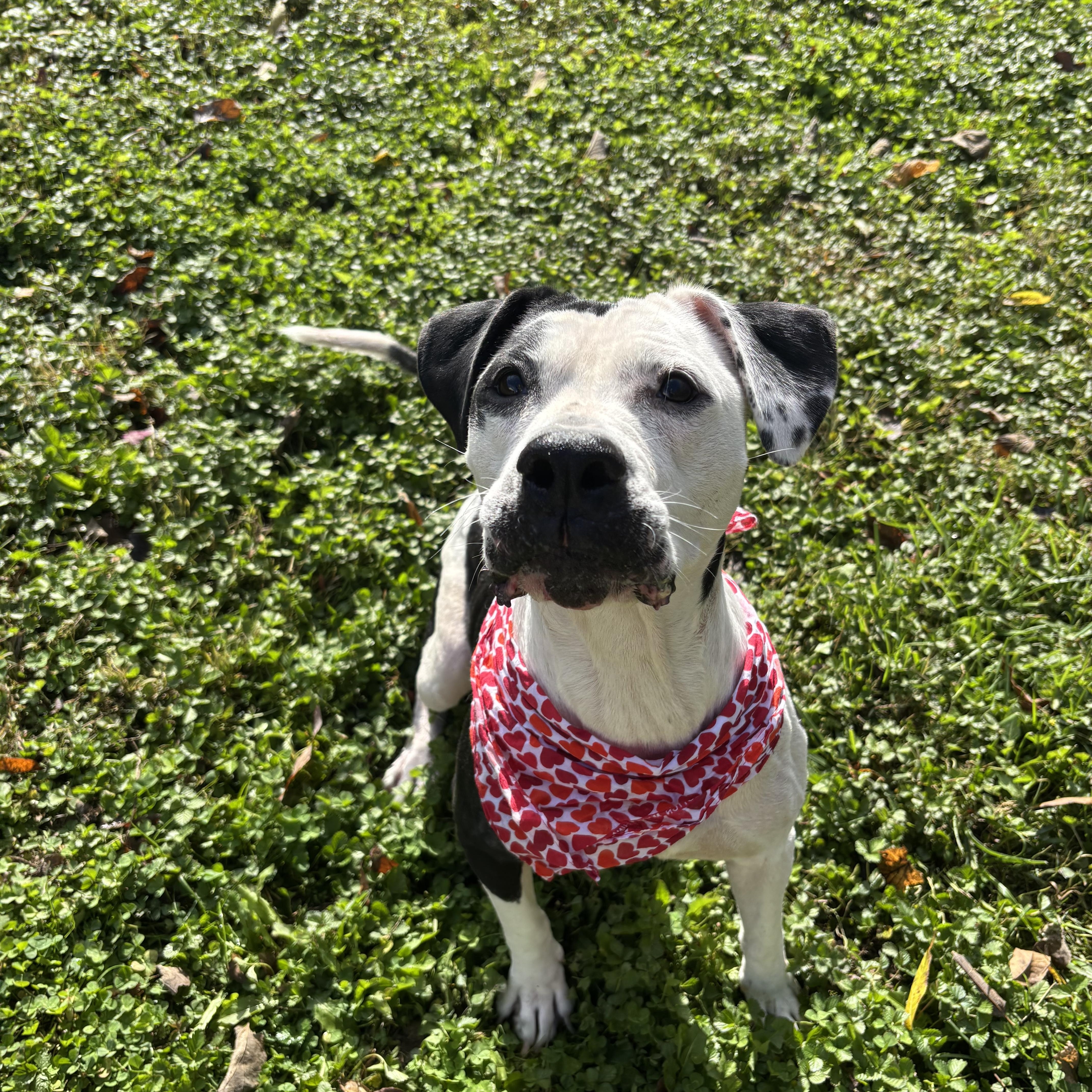 Enlarge Greta, a Adoptable mixed breed in Circleville, OH image 1/5