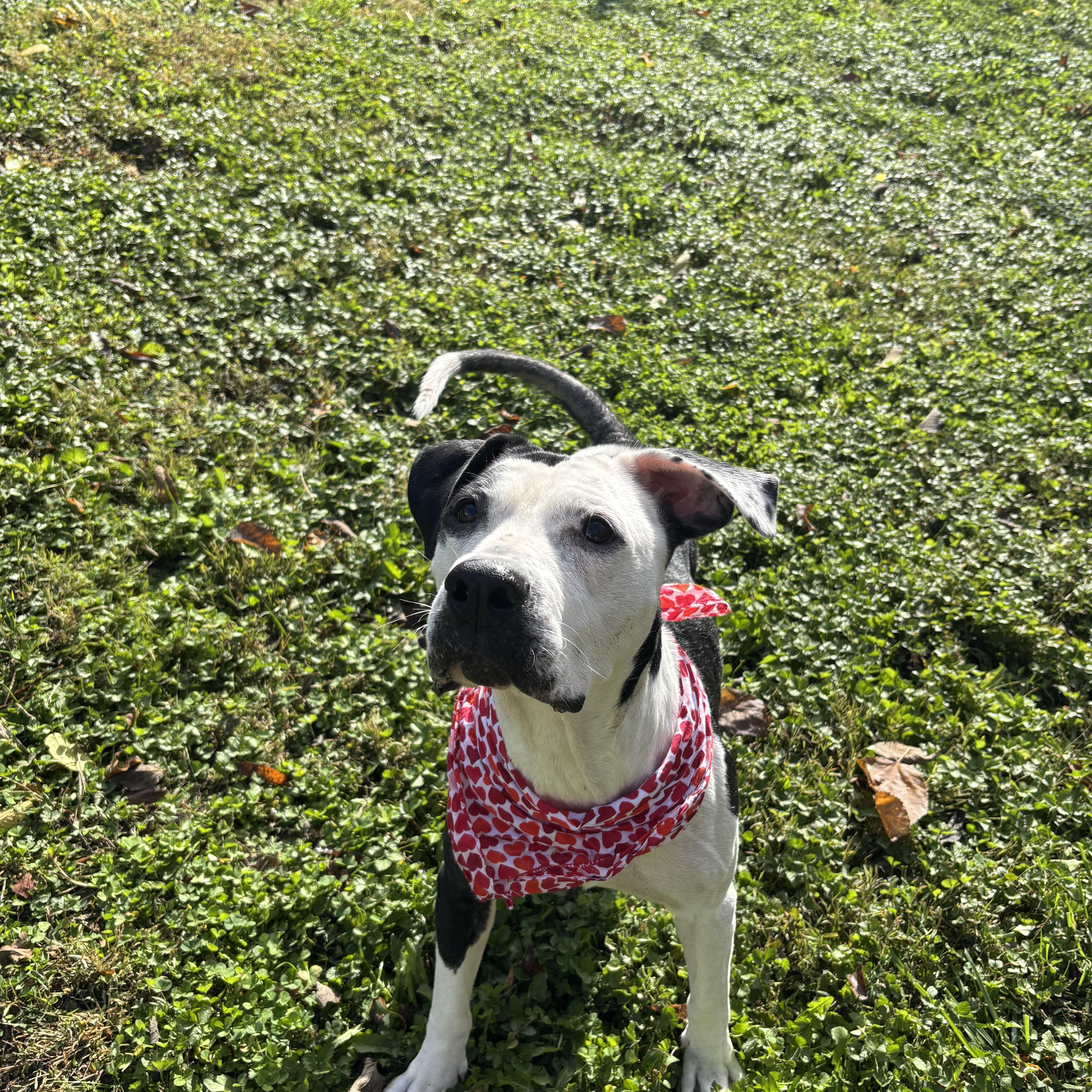 Enlarge Greta, a Adoptable mixed breed in Circleville, OH image 2/5