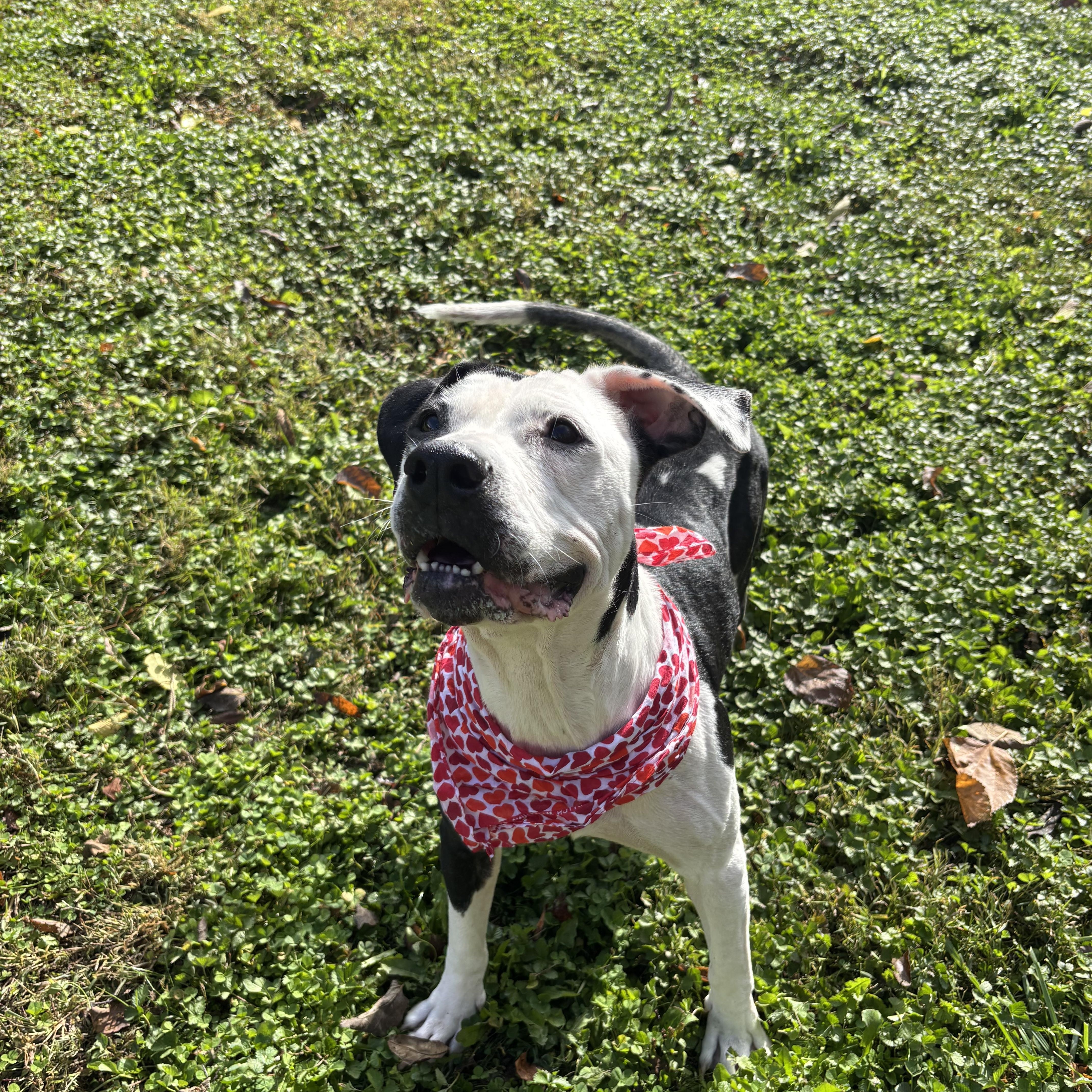 Enlarge Greta, a Adoptable mixed breed in Circleville, OH image 3/5