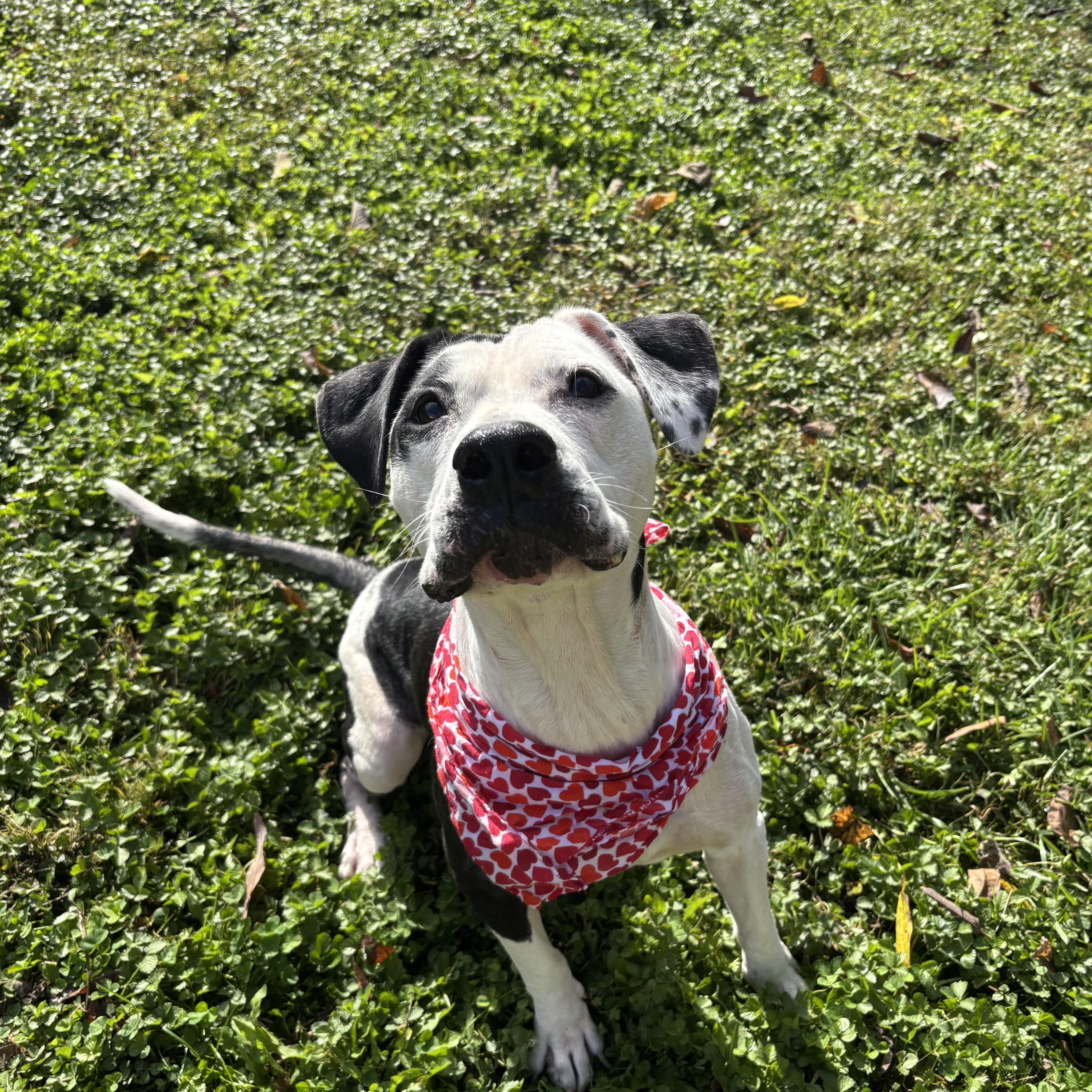 Enlarge Greta, a Adoptable mixed breed in Circleville, OH image 4/5