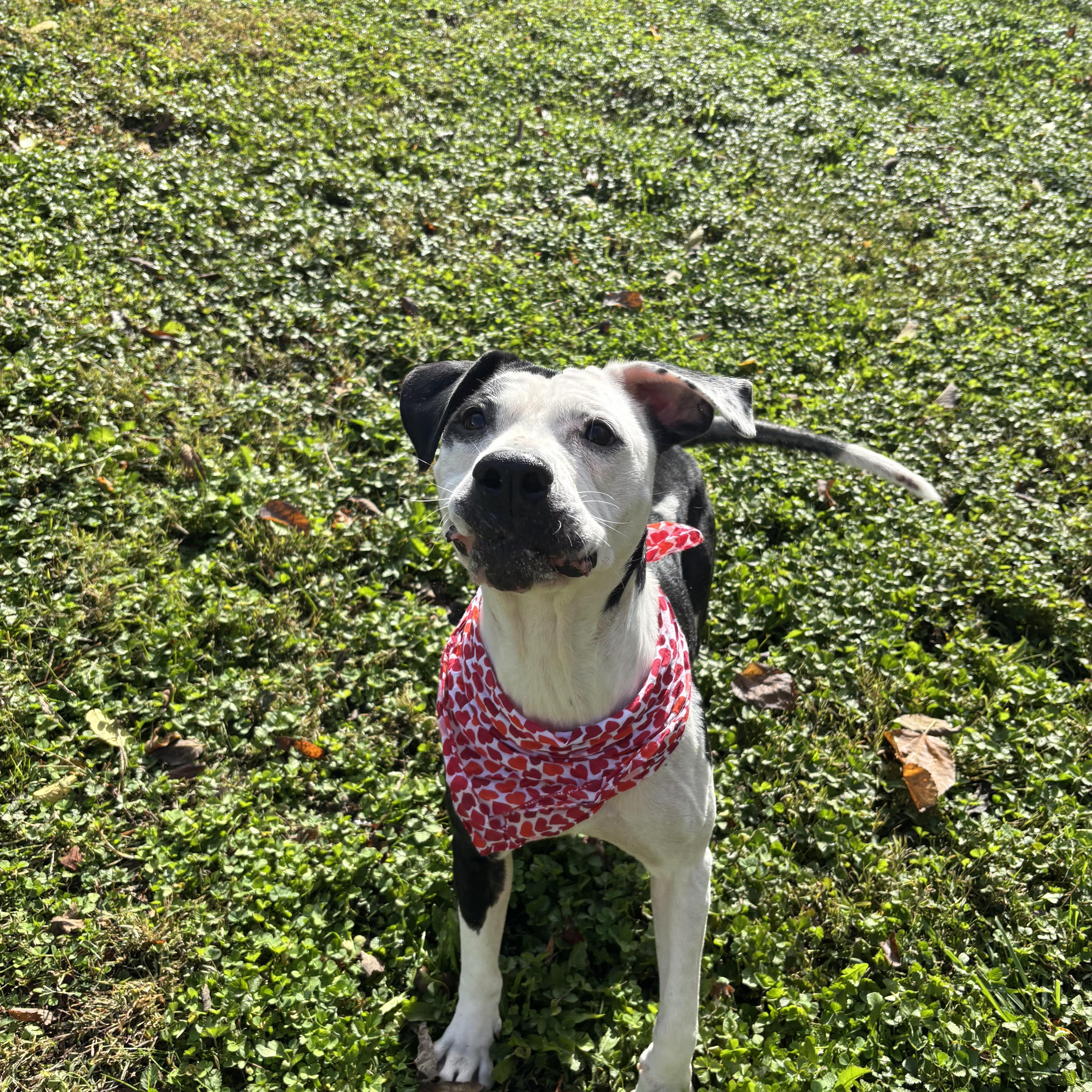 Enlarge Greta, a Adoptable mixed breed in Circleville, OH image 5/5