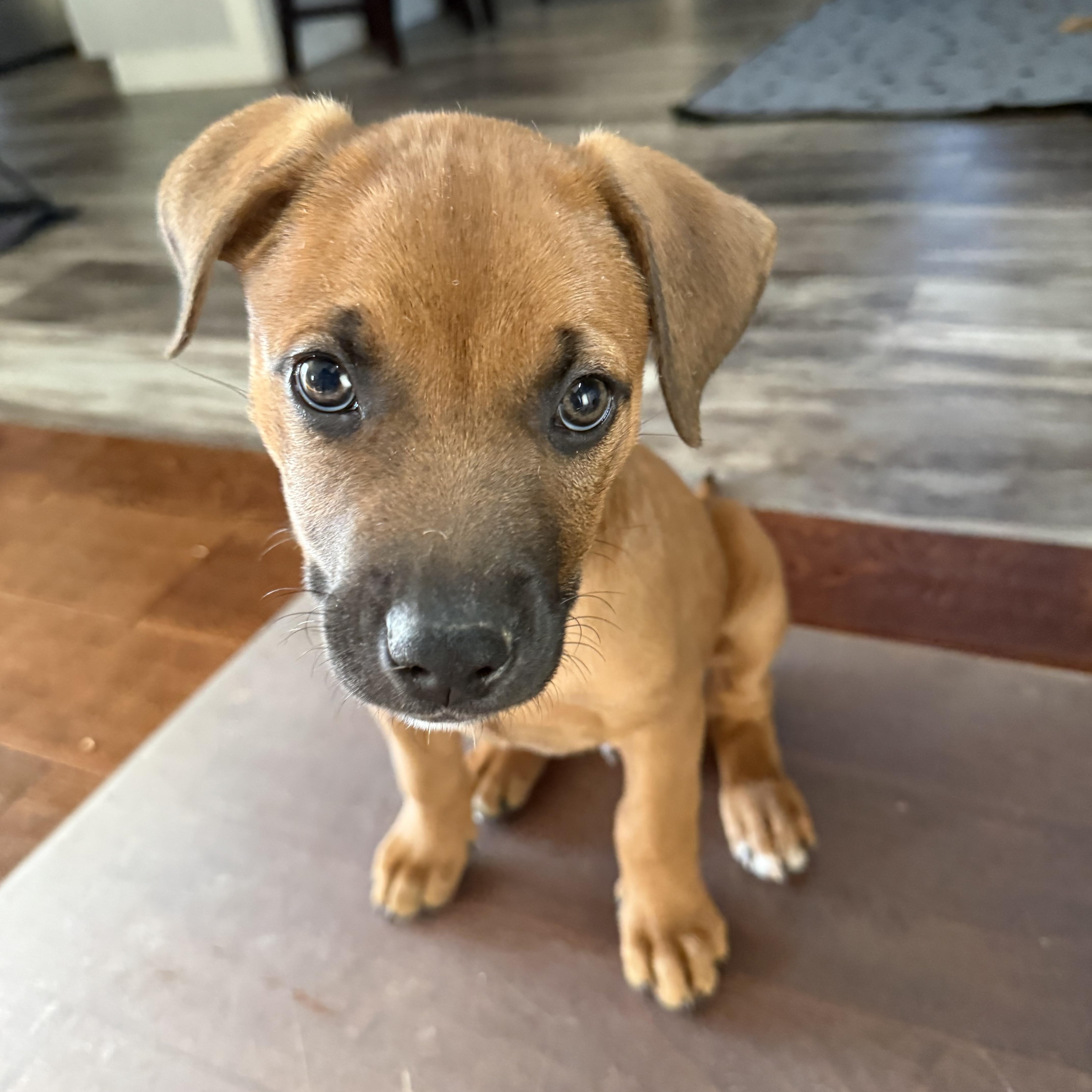 Walnut "Wally" , an adoptable mixed breed in Spring hill, TN image 5/5