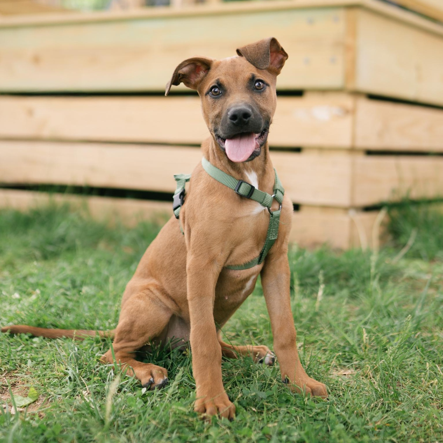 Enlarge Walnut "Wally" , an adoptable mixed breed in Spring hill, TN image 6/6