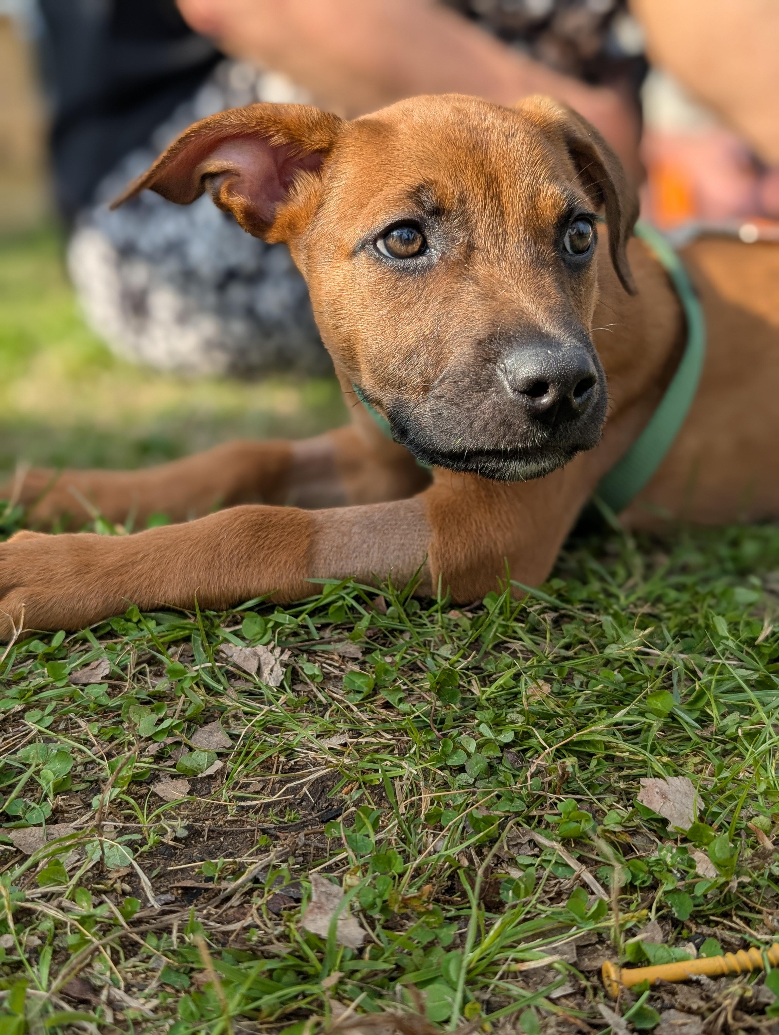 Walnut "Wally" , adoptable, Puppy Male Doberman Pinscher & German Shepherd Dog.