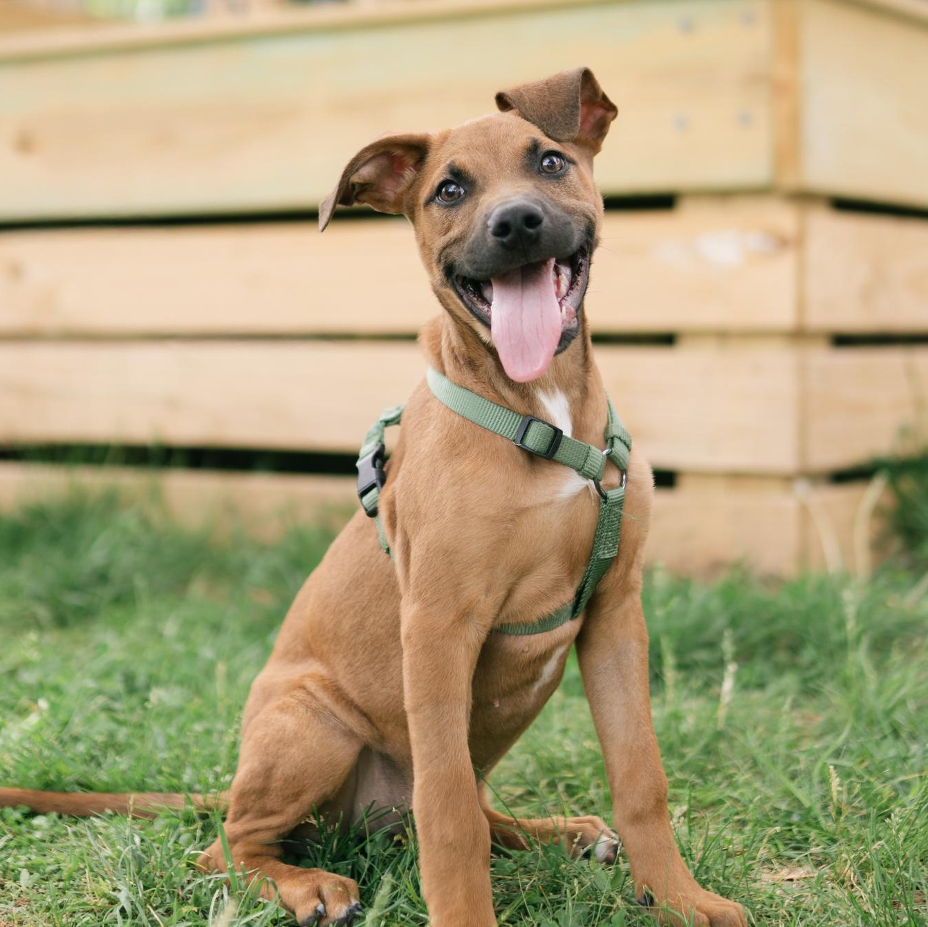 Walnut "Wally" , adoptable, Puppy Male Doberman Pinscher & German Shepherd Dog.