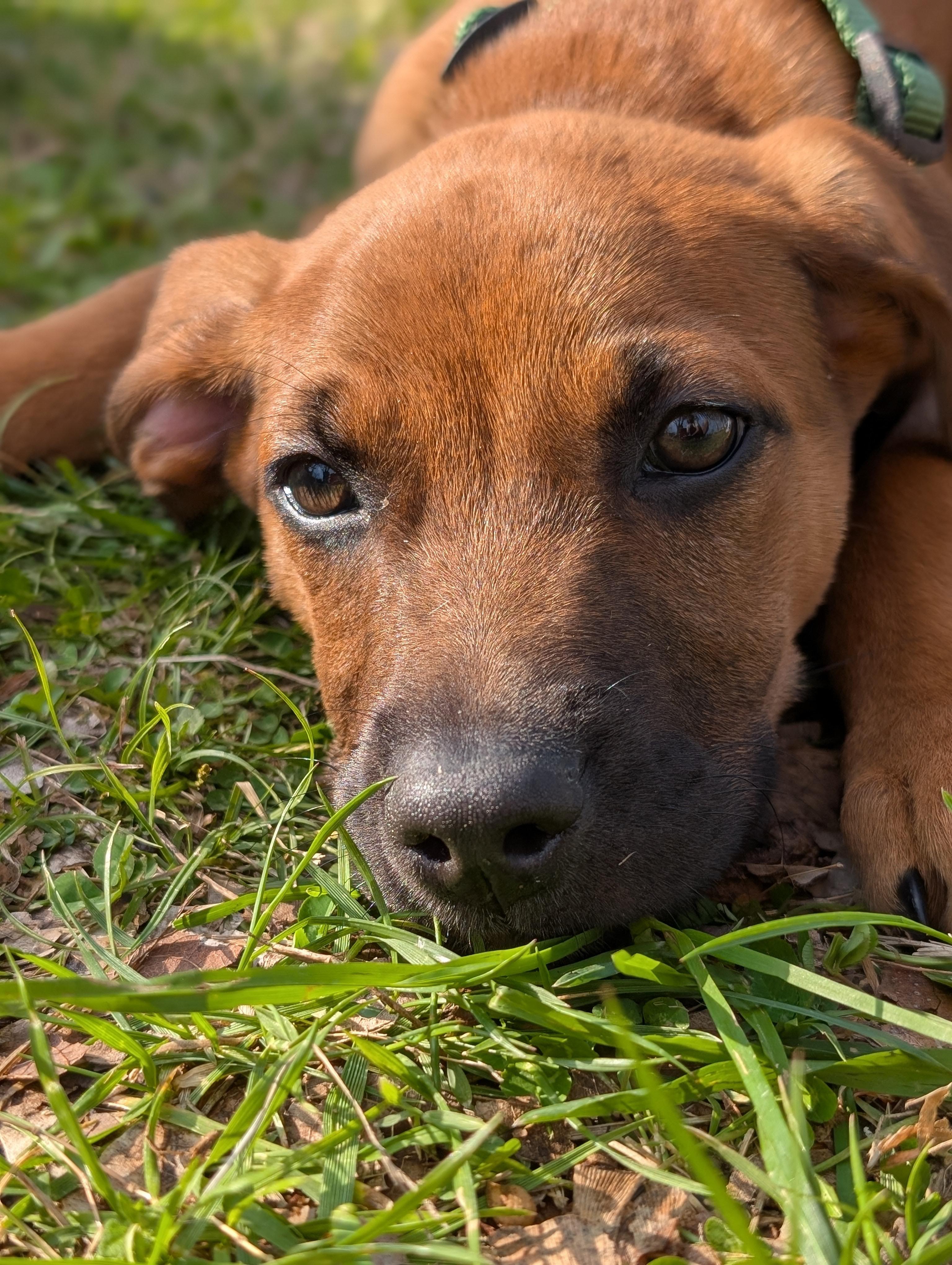 Walnut "Wally" , an adoptable mixed breed in Spring hill, TN image 2/5