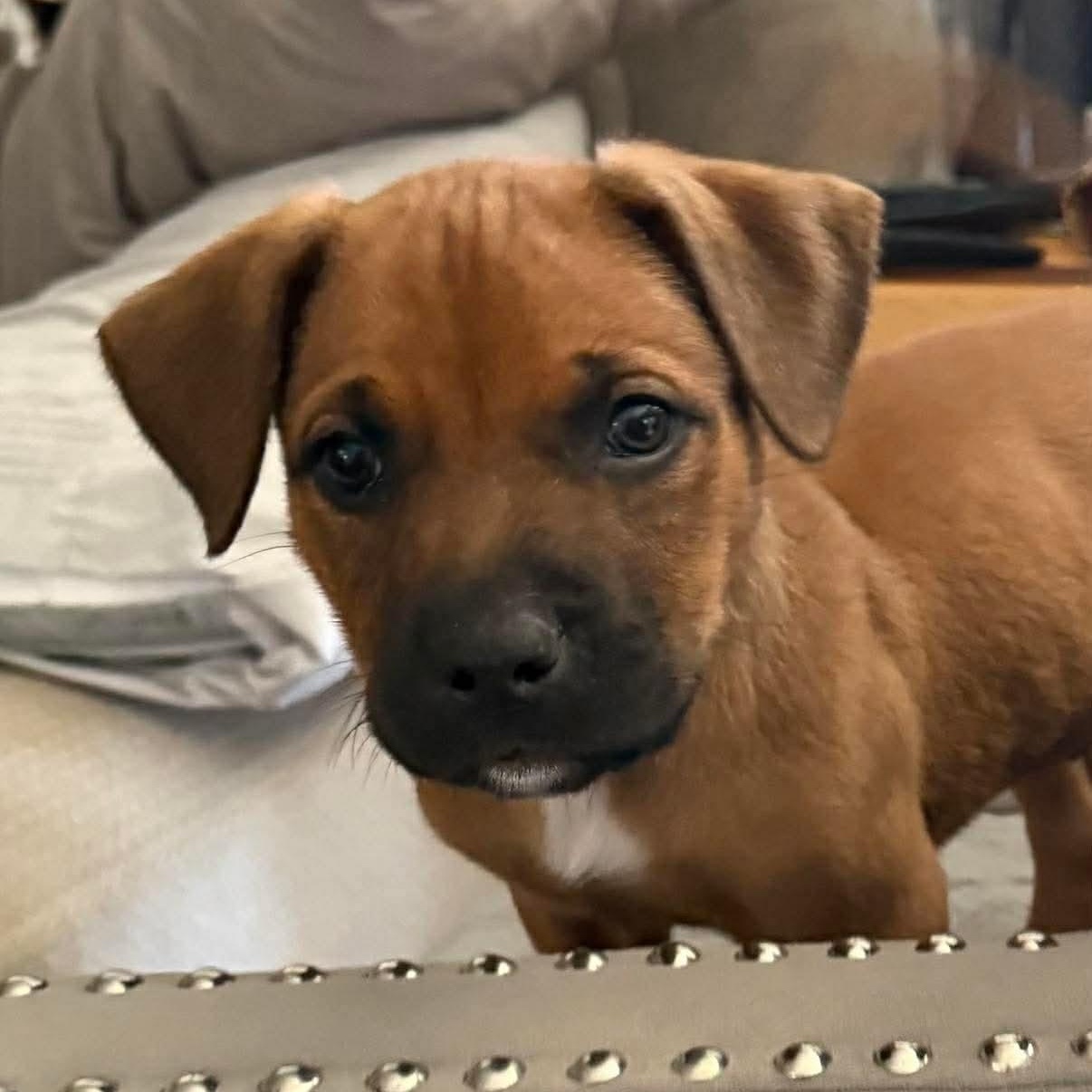 Walnut "Wally" , an adoptable mixed breed in Spring hill, TN image 4/5