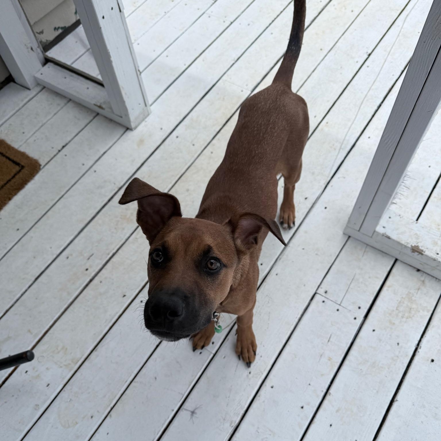 Enlarge Walnut "Wally" , an adoptable mixed breed in Spring hill, TN image 5/5