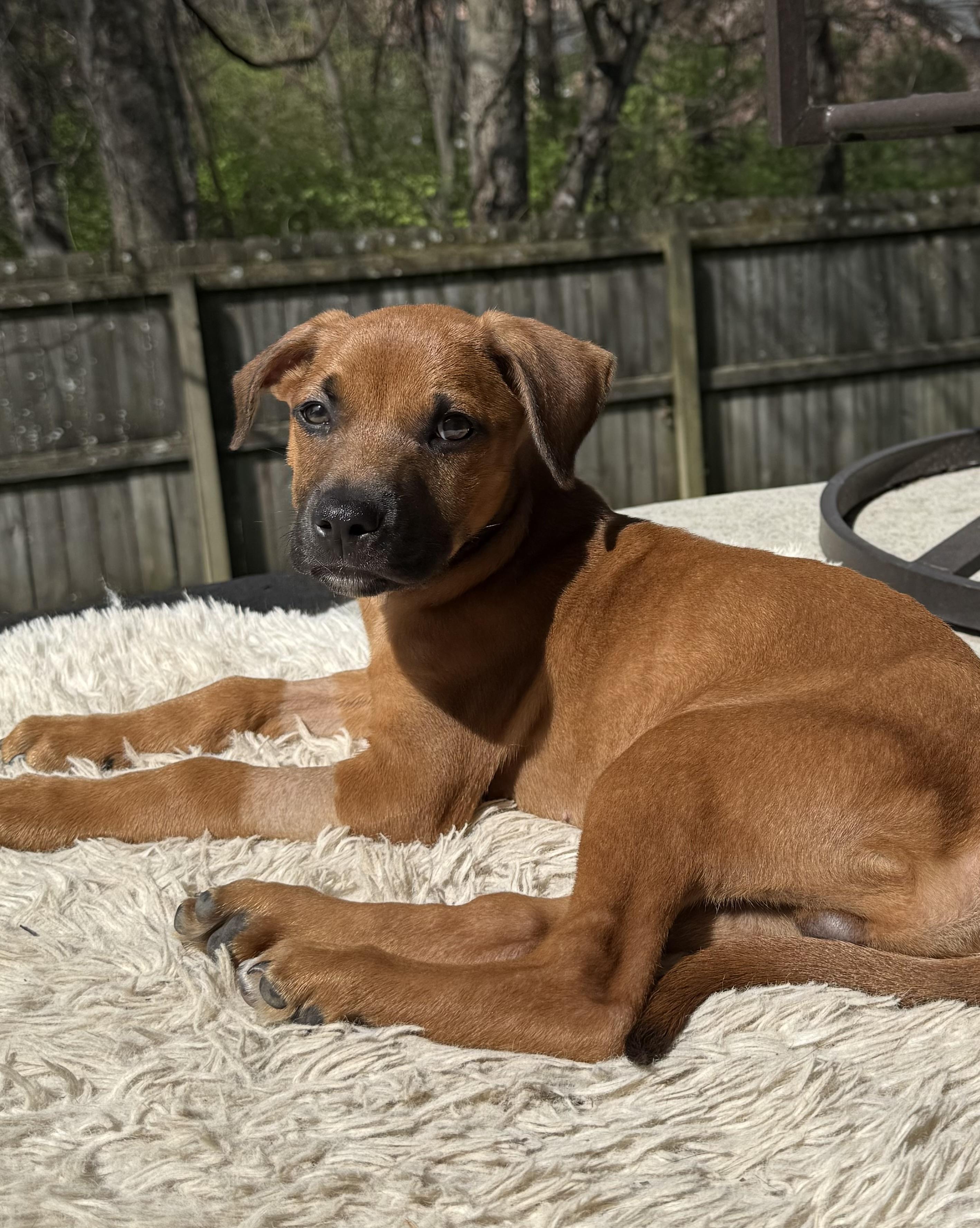 Walnut "Wally" , an adoptable mixed breed in Spring hill, TN image 3/5